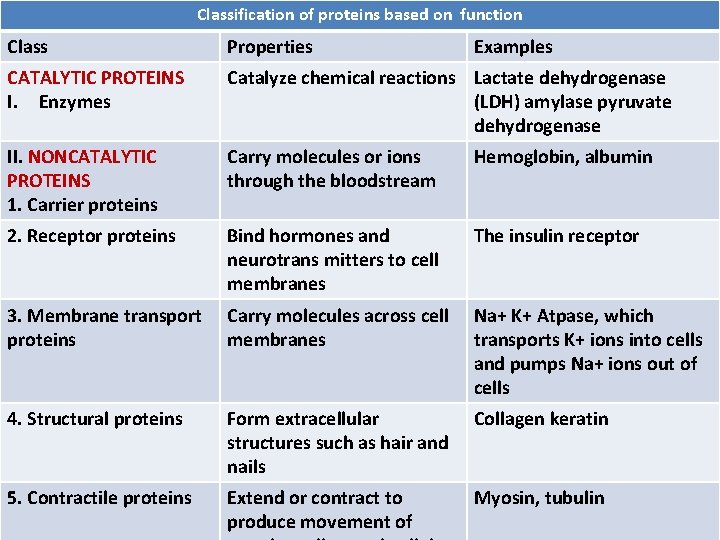 Classification of proteins based on function Class Properties Examples CATALYTIC PROTEINS I. Enzymes Catalyze Classification of proteins based on function Class Properties Examples CATALYTIC PROTEINS I. Enzymes Catalyze