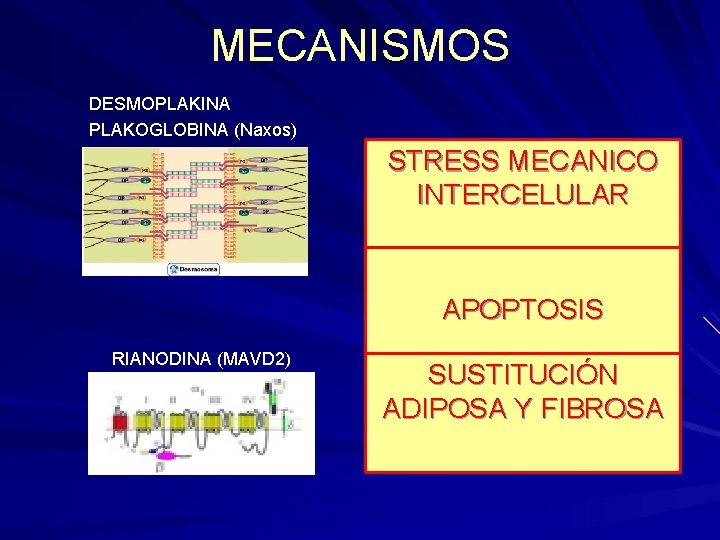 MECANISMOS DESMOPLAKINA PLAKOGLOBINA (Naxos) STRESS MECANICO INTERCELULAR APOPTOSIS RIANODINA (MAVD 2) SUSTITUCIÓN ADIPOSA Y MECANISMOS DESMOPLAKINA PLAKOGLOBINA (Naxos) STRESS MECANICO INTERCELULAR APOPTOSIS RIANODINA (MAVD 2) SUSTITUCIÓN ADIPOSA Y