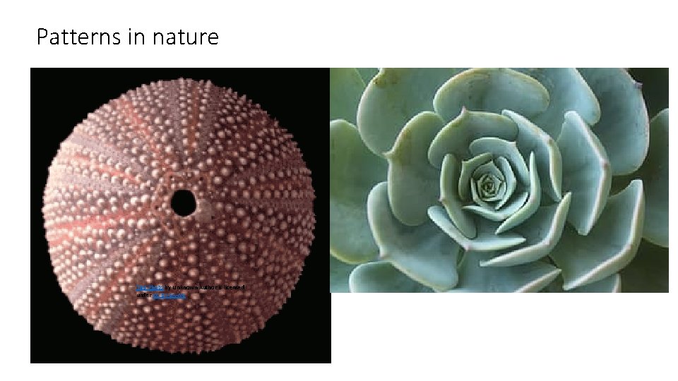 Patterns in nature This Photo by Unknown Author is licensed under CC BY-SA-NC 