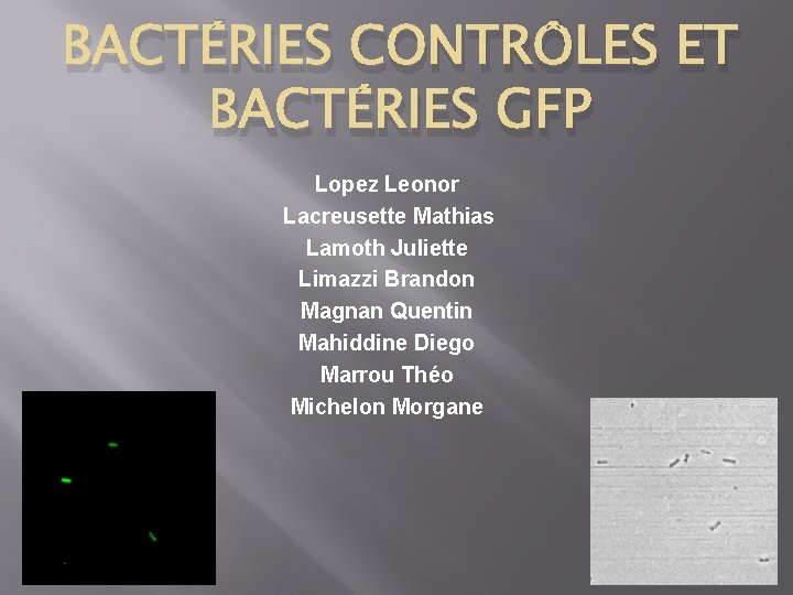 BACTÉRIES CONTRÔLES ET BACTÉRIES GFP Lopez Leonor Lacreusette Mathias Lamoth Juliette Limazzi Brandon Magnan