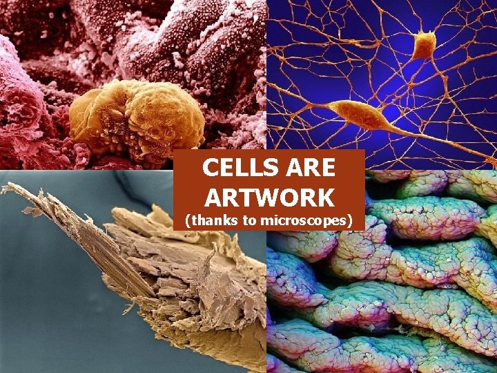 CELLS ARE ARTWORK (thanks to microscopes) 