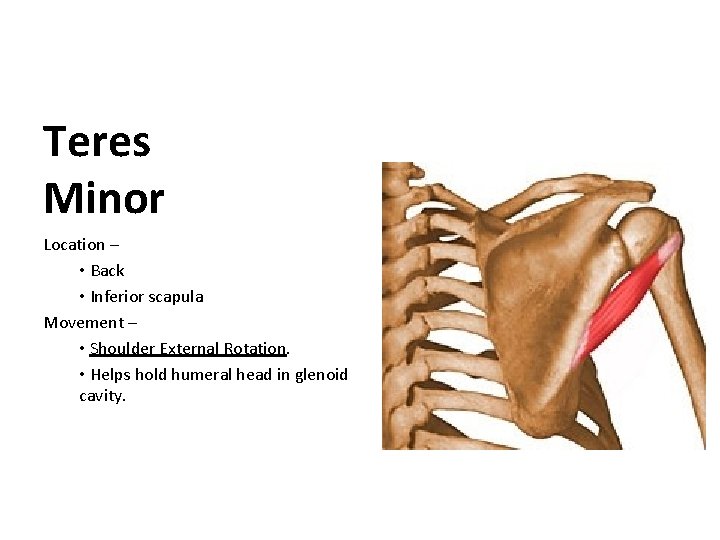 Teres Minor Location – • Back • Inferior scapula Movement – • Shoulder External