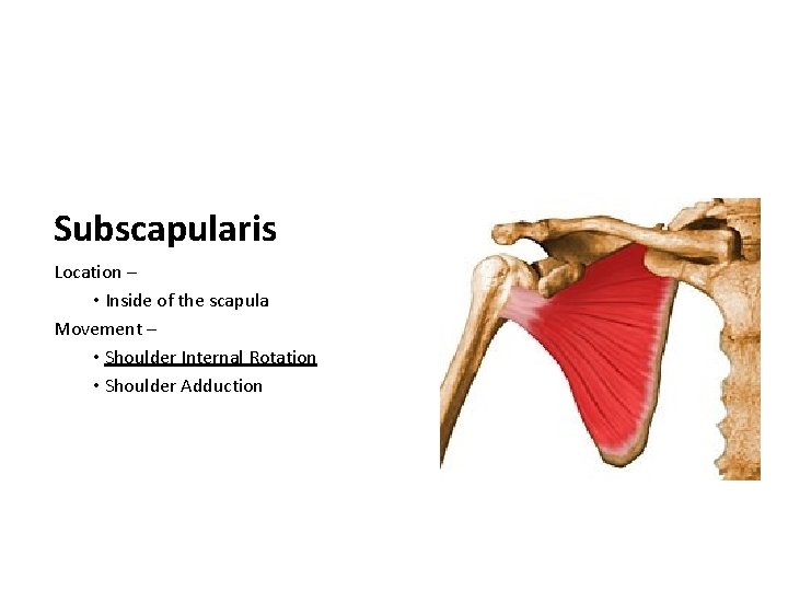 Subscapularis Location – • Inside of the scapula Movement – • Shoulder Internal Rotation