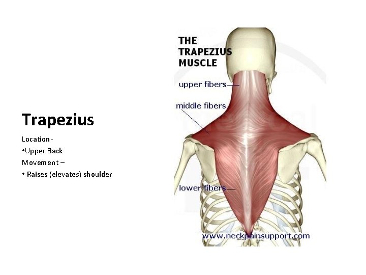 Trapezius Location • Upper Back Movement – • Raises (elevates) shoulder 