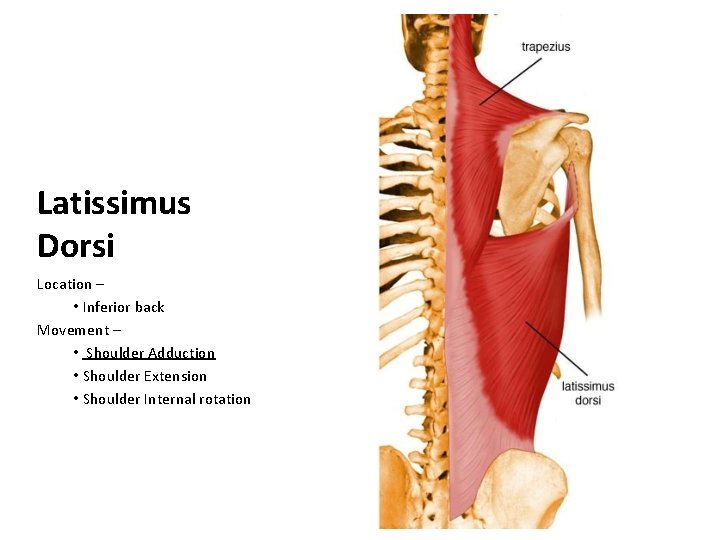 Latissimus Dorsi Location – • Inferior back Movement – • Shoulder Adduction • Shoulder