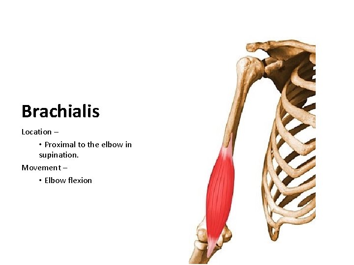 Brachialis Location – • Proximal to the elbow in supination. Movement – • Elbow