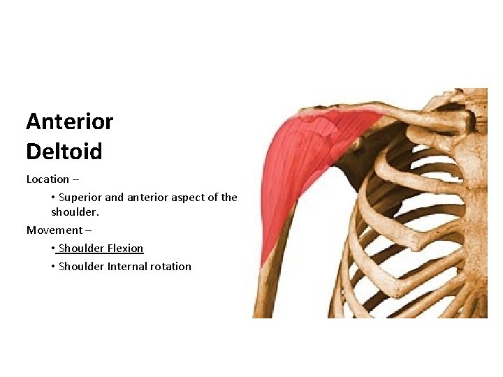 Anterior Deltoid Location – • Superior and anterior aspect of the shoulder. Movement –