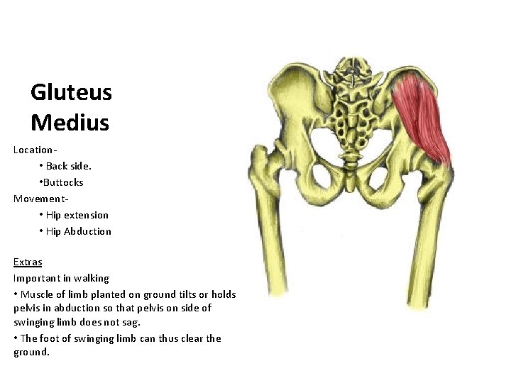 Gluteus Medius Location • Back side. • Buttocks Movement • Hip extension • Hip