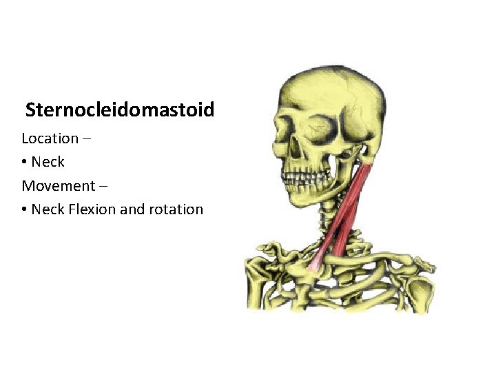 Sternocleidomastoid Location – • Neck Movement – • Neck Flexion and rotation 