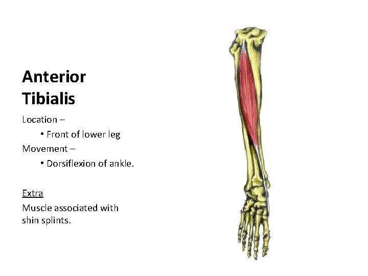 Anterior Tibialis Location – • Front of lower leg Movement – • Dorsiflexion of