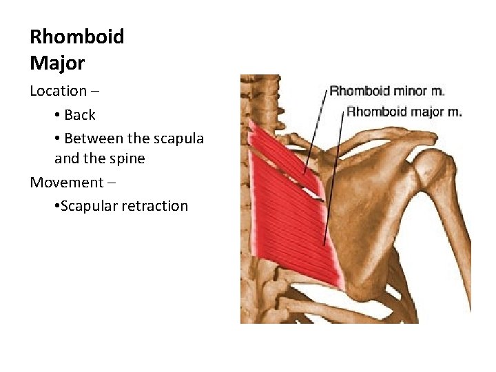 Rhomboid Major Location – • Back • Between the scapula and the spine Movement