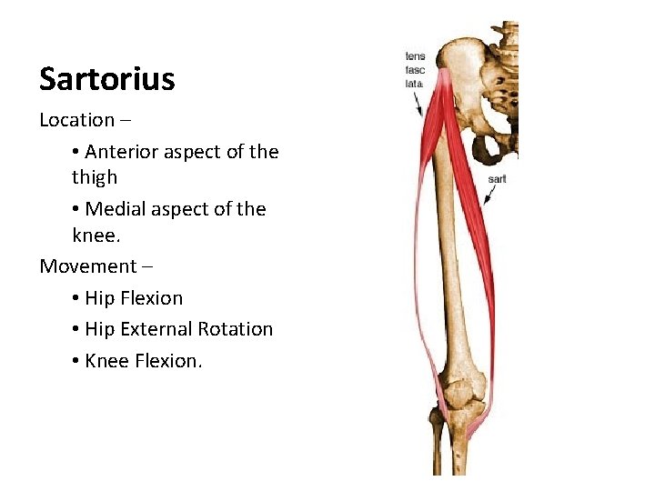 Sartorius Location – • Anterior aspect of the thigh • Medial aspect of the