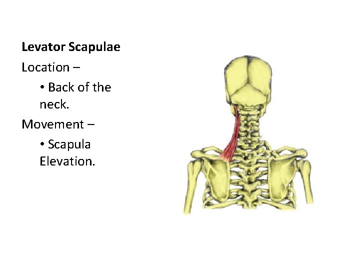 Levator Scapulae Location – • Back of the neck. Movement – • Scapula Elevation.