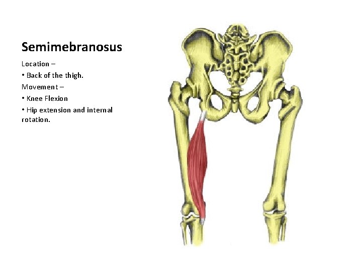 Semimebranosus Location – • Back of the thigh. Movement – • Knee Flexion •