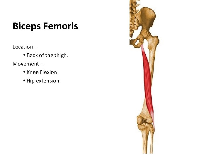 Biceps Femoris Location – • Back of the thigh. Movement – • Knee Flexion