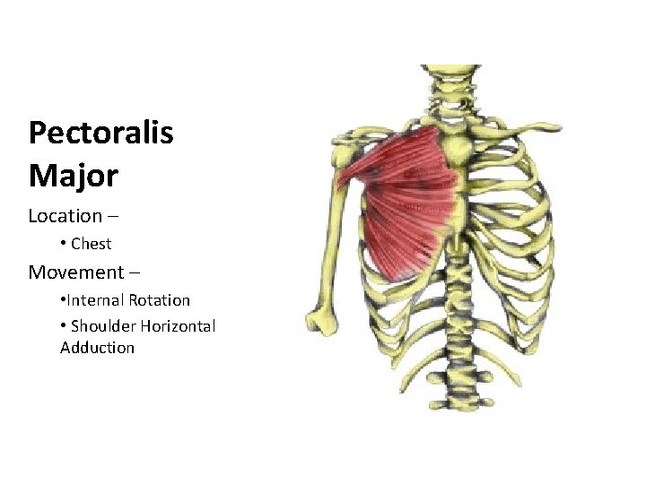 Pectoralis Major Location – • Chest Movement – • Internal Rotation • Shoulder Horizontal