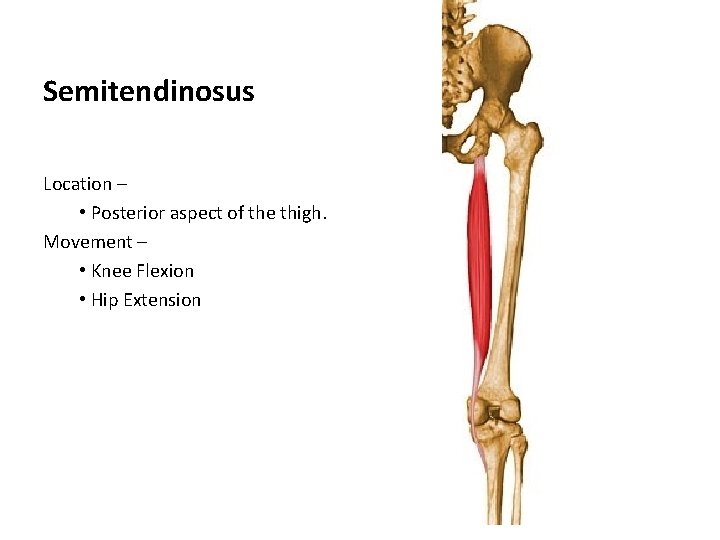 Semitendinosus Location – • Posterior aspect of the thigh. Movement – • Knee Flexion