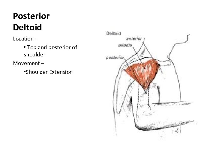 Posterior Deltoid Location – • Top and posterior of shoulder Movement – • Shoulder