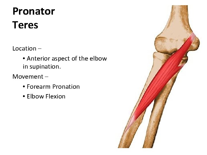 Pronator Teres Location – • Anterior aspect of the elbow in supination. Movement –