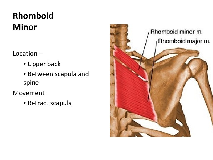 Rhomboid Minor Location – • Upper back • Between scapula and spine Movement –