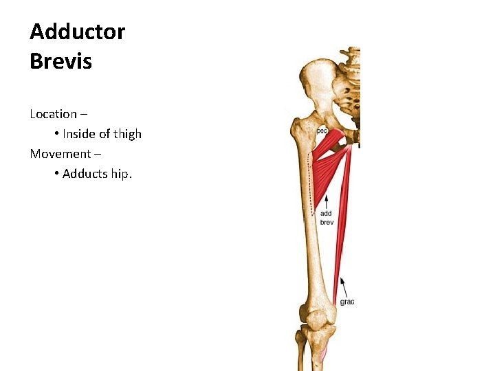 Adductor Brevis Location – • Inside of thigh Movement – • Adducts hip. 