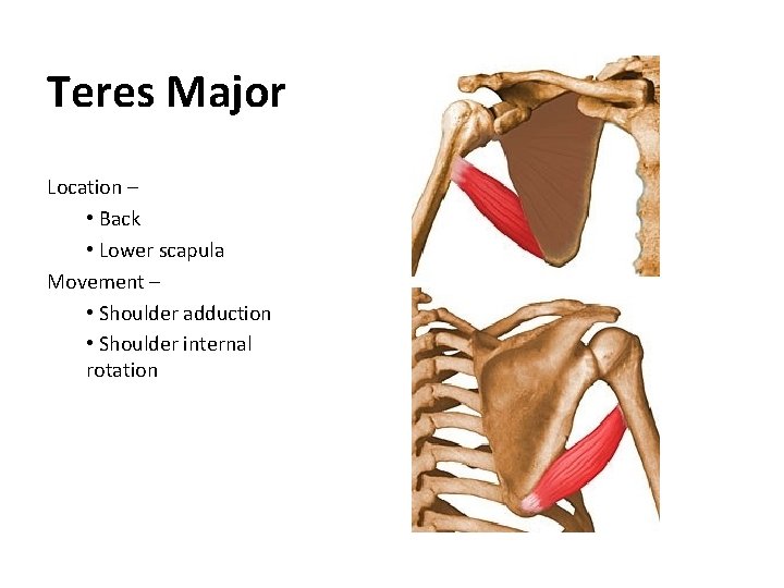 Teres Major Location – • Back • Lower scapula Movement – • Shoulder adduction