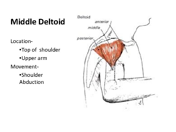 Middle Deltoid Location • Top of shoulder • Upper arm Movement • Shoulder Abduction