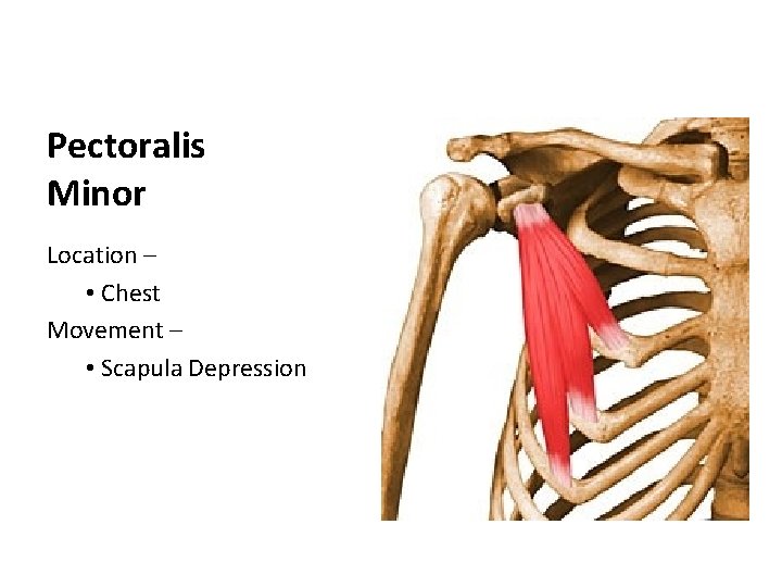 Pectoralis Minor Location – • Chest Movement – • Scapula Depression 