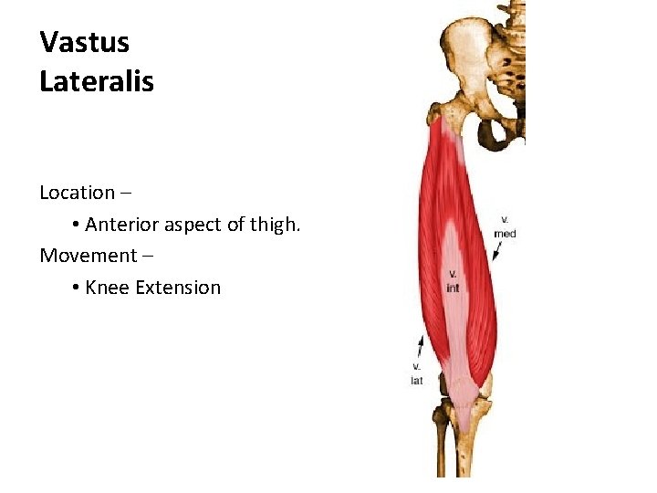 Vastus Lateralis Location – • Anterior aspect of thigh. Movement – • Knee Extension