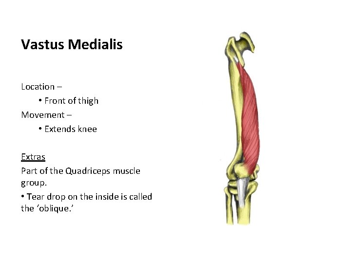 Vastus Medialis Location – • Front of thigh Movement – • Extends knee Extras