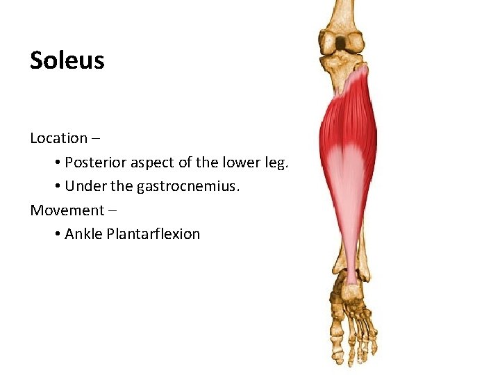 Soleus Location – • Posterior aspect of the lower leg. • Under the gastrocnemius.