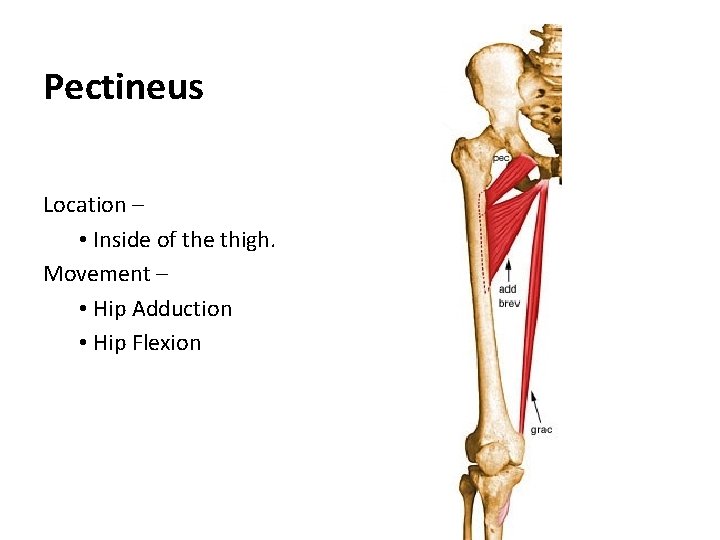Pectineus Location – • Inside of the thigh. Movement – • Hip Adduction •