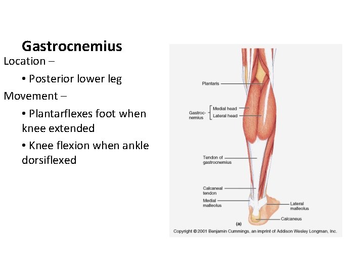 Gastrocnemius Location – • Posterior lower leg Movement – • Plantarflexes foot when knee