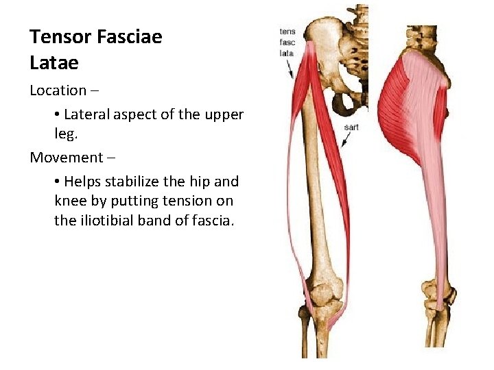 Tensor Fasciae Latae Location – • Lateral aspect of the upper leg. Movement –