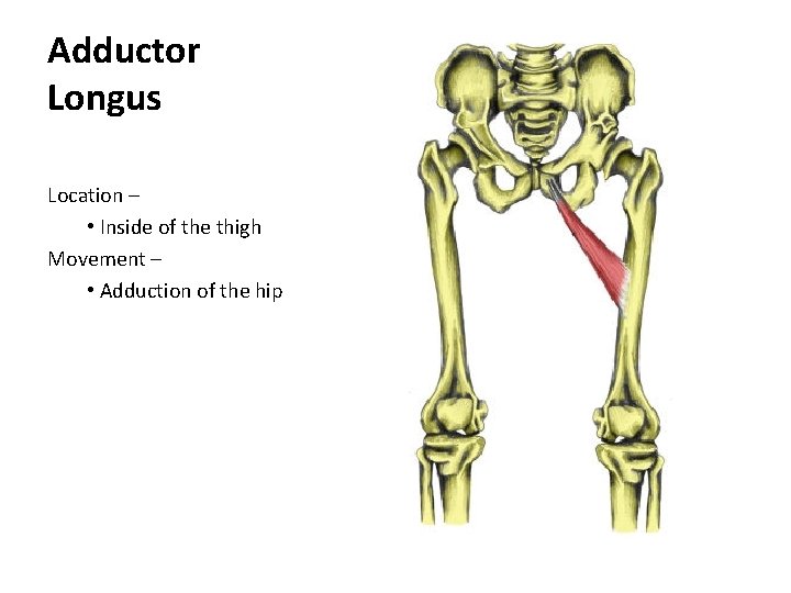 Adductor Longus Location – • Inside of the thigh Movement – • Adduction of