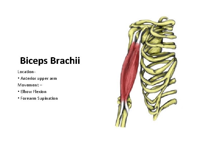 Biceps Brachii Location • Anterior upper arm Movement – • Elbow Flexion • Forearm