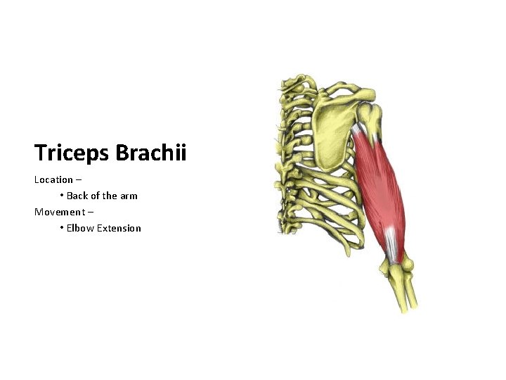Triceps Brachii Location – • Back of the arm Movement – • Elbow Extension
