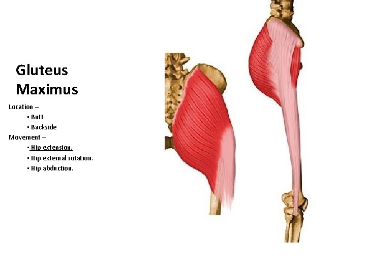 Gluteus Maximus Location – • Butt • Backside Movement – • Hip extension. •