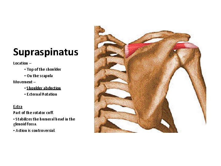 Supraspinatus Location – • Top of the shoulder • On the scapula Movement –