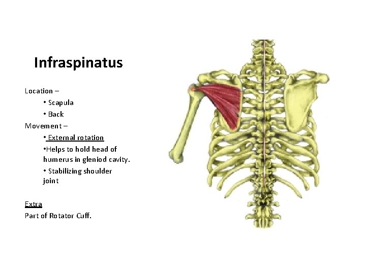 Infraspinatus Location – • Scapula • Back Movement – • External rotation • Helps