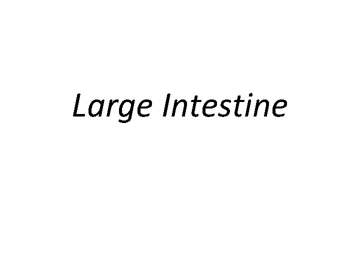 Large Intestine 