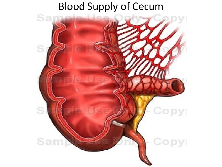 Blood Supply of Cecum 