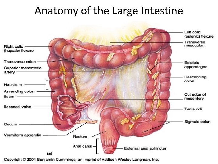 Anatomy of the Large Intestine 2 