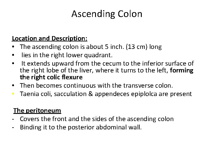 Ascending Colon Location and Description: • The ascending colon is about 5 inch. (13