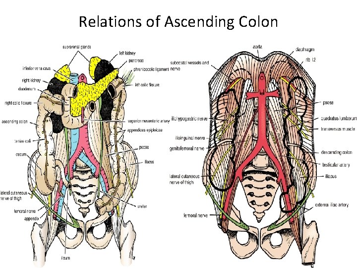 Relations of Ascending Colon 