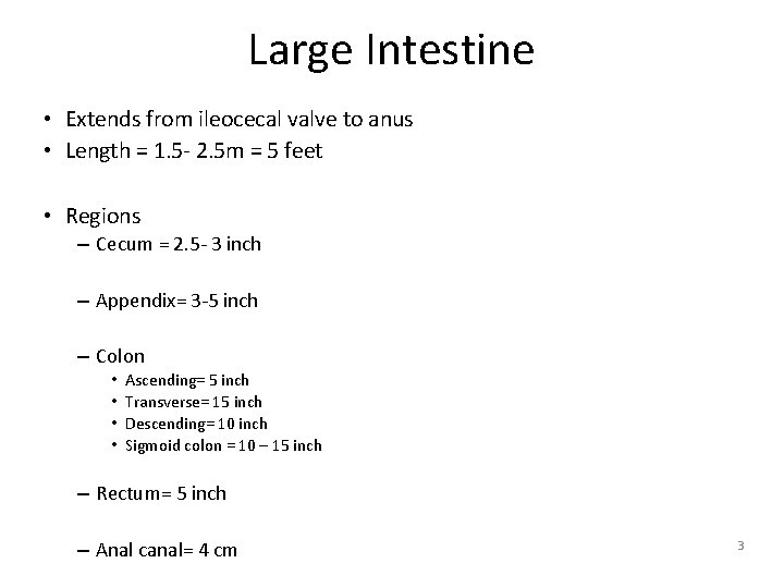 Large Intestine • Extends from ileocecal valve to anus • Length = 1. 5