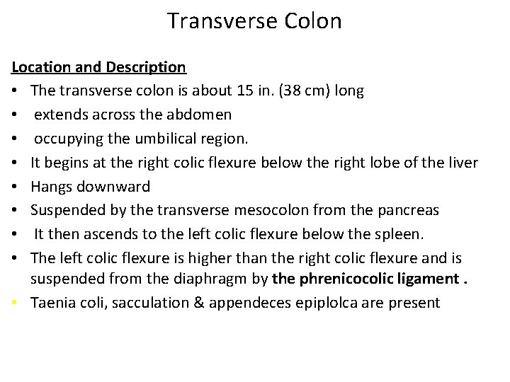 Transverse Colon Location and Description • The transverse colon is about 15 in. (38