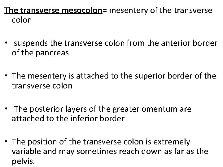 The transverse mesocolon= mesentery of the transverse colon • suspends the transverse colon from