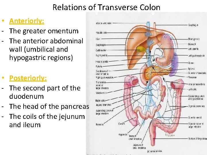 Relations of Transverse Colon • Anteriorly: - The greater omentum - The anterior abdominal