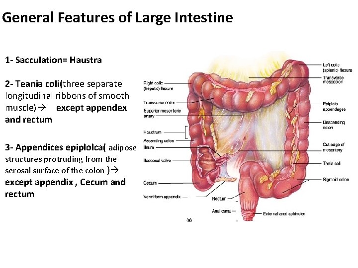 General Features of Large Intestine 1 - Sacculation= Haustra 2 - Teania coli(three separate